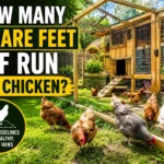how many square feet of run per chicken