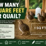 how many square feet per quail