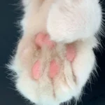 how many toes do cats have on their back feet