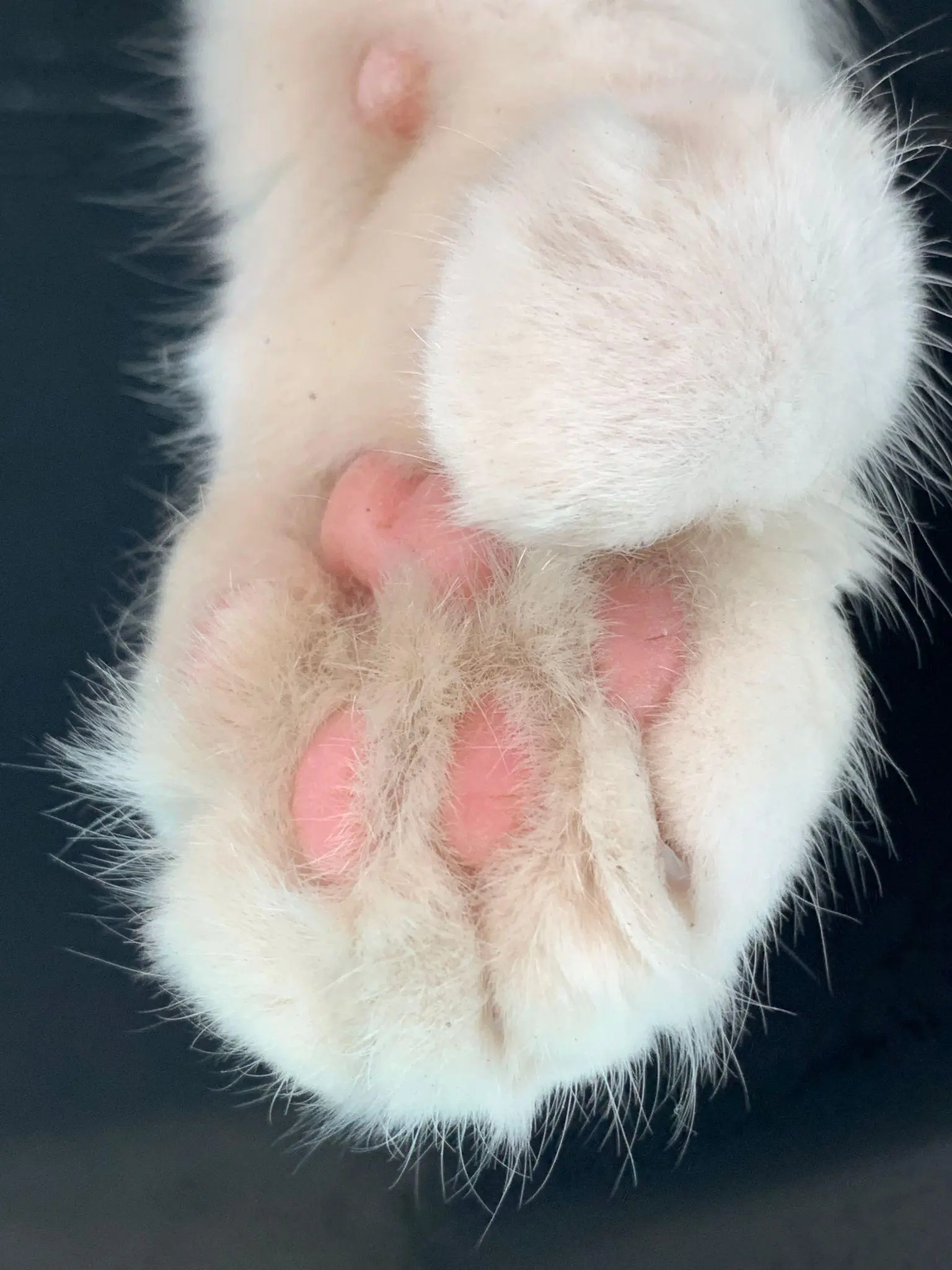 how many toes do cats have on their back feet